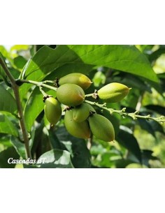 Arbol de cacahuate...