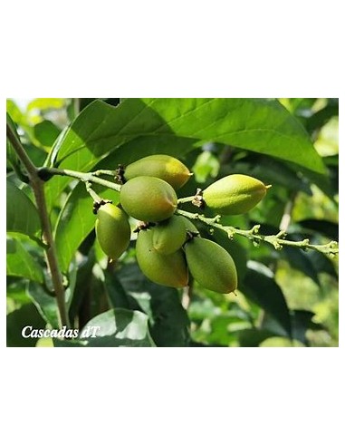 Arbol de cacahuate (Bunchosia...