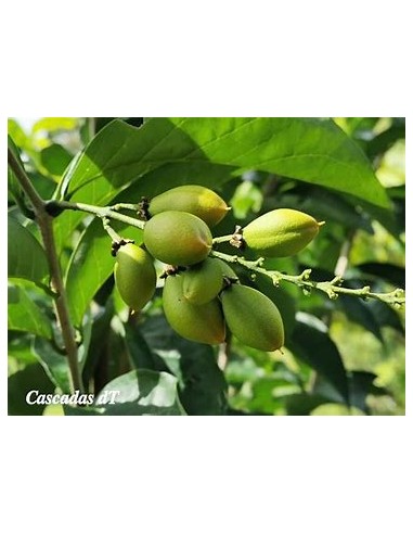 Peanut Tree (Bunchosia argentea) - 1 Tree for Sale in Mexico - Online Nursery