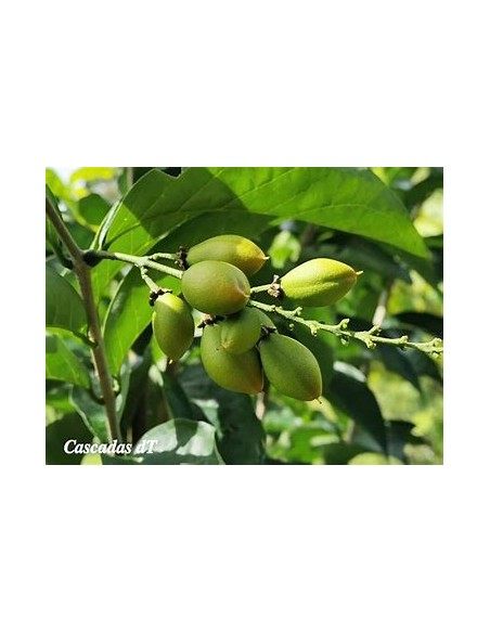 Peanut Tree (Bunchosia argentea) - 1 Tree for Sale in Mexico - Online Nursery