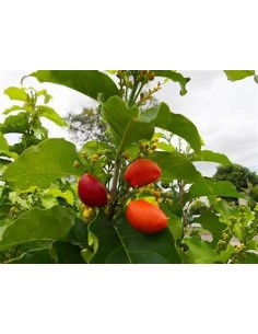 Arbol de cacahuate... 2