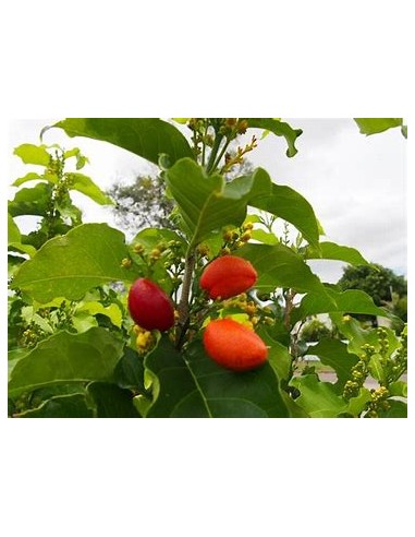 Peanut Tree (Bunchosia argentea) - 1 Tree for...