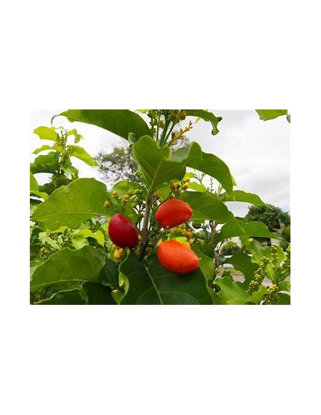 Peanut Tree (Bunchosia argentea) - 1 Tree for Sale in Mexico - Online Nursery