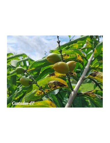 Peanut Tree (Bunchosia argentea) - 1 Tree for...