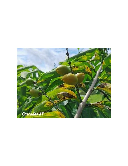 Peanut Tree (Bunchosia argentea) - 1 Tree for Sale in Mexico - Online Nursery