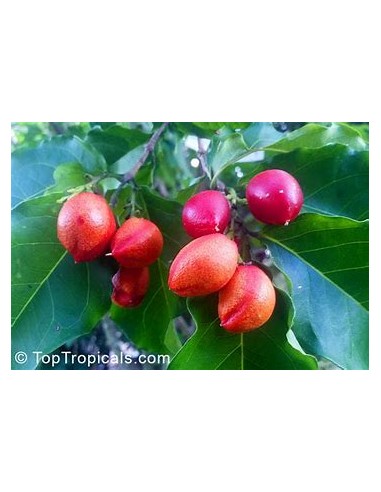 Peanut Tree (Bunchosia argentea) - 1 Tree for...