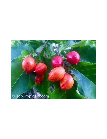 Peanut Tree (Bunchosia argentea) - 1 Tree for Sale in Mexico - Online Nursery
