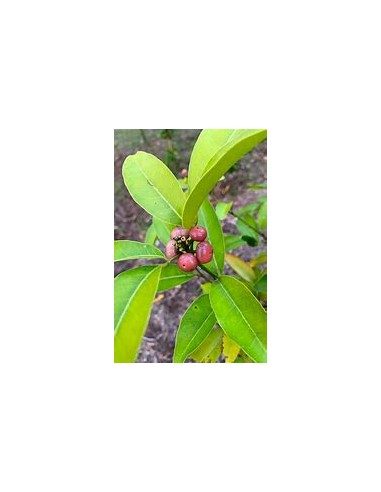 Lime berry - (Glycosmis trifoliate) -...