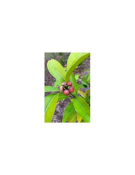 Lime berry - (Glycosmis trifoliate) - 1 Sapling for Sale in Mexico - Nursery online