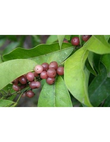 Lime berry - (Glycosmis trifoliate) - 1 Sapling...