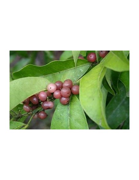 Lime berry - (Glycosmis trifoliate) - 1 Arbolito en Venta en Mexico - Vivero por internet