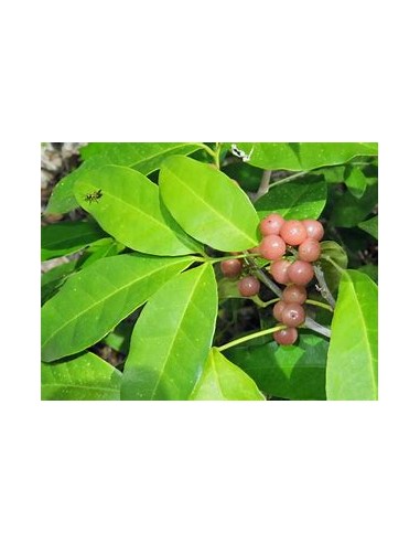 Lime berry - (Glycosmis trifoliate) - 1 Sapling...