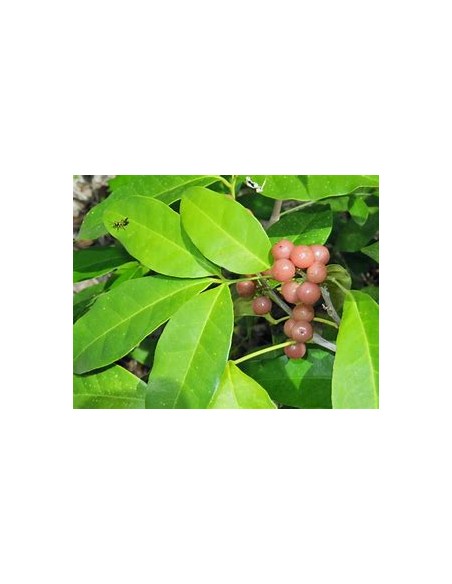 Lime berry - (Glycosmis trifoliate) - 1 Sapling for Sale in Mexico - Nursery online