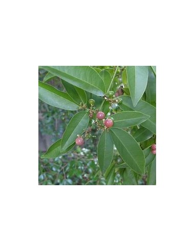 Lime berry - (Glycosmis trifoliate) - 1...