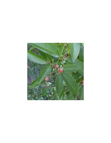 Lime berry - (Glycosmis trifoliate) - 1 Arbolito en Venta en Mexico - Vivero por internet