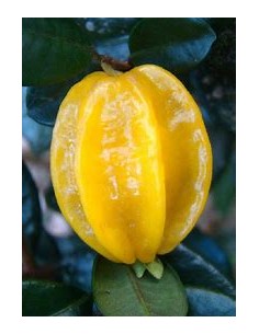 Pitangatuba - (eugenia...