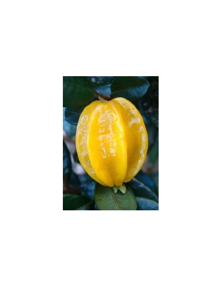 Pitangatuba - (eugenia selloi)- 1 Arbolito en Venta en Mexico - Vivero por internet