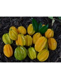 Pitangatuba - (eugenia... 2