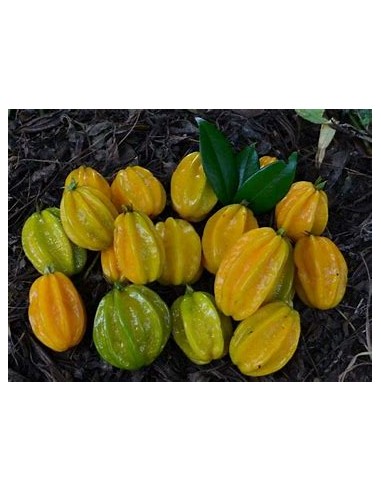 Pitangatuba - (eugenia selloi)- 1 Arbolito en...