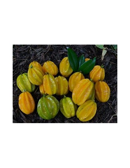 Pitangatuba - (eugenia selloi)- 1 Arbolito en Venta en Mexico - Vivero por internet