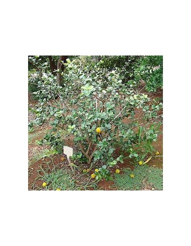 Pitangatuba - (eugenia selloi)- 1 Sapling for...