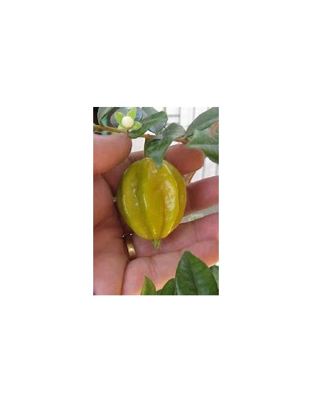 Pitangatuba - (eugenia selloi)- 1 Arbolito en Venta en Mexico - Vivero por internet