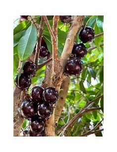 Jaboticaba Vinho branca -...