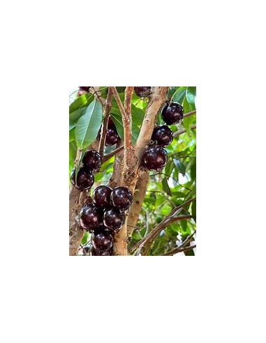 Jaboticaba Vinho branca - Plinia phitrantha - 1 Arbolito en Venta en Mexico - Vivero por internet