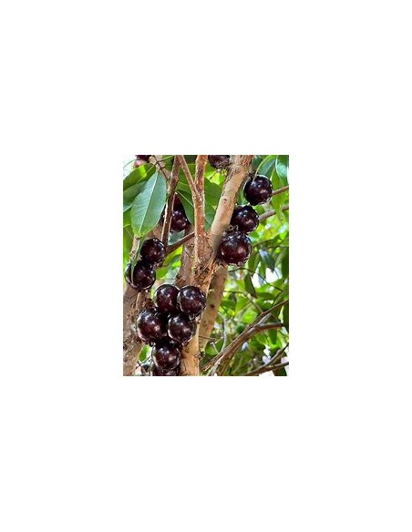 Jaboticaba Vinho branca - Plinia phitrantha - 1 Sapling for Sale in Mexico - Online Nursery
