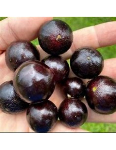 Jaboticaba Vinho branca -... 2