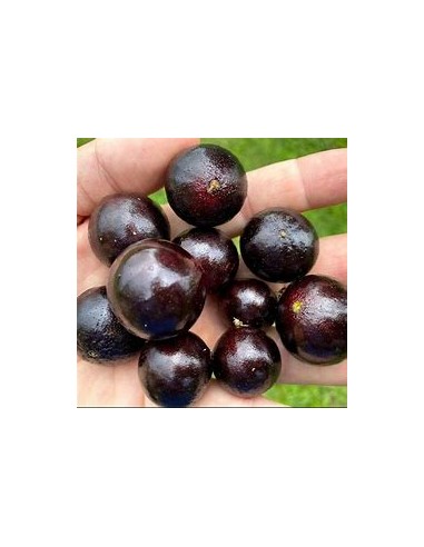 Jaboticaba Vinho branca - Plinia phitrantha - 1...