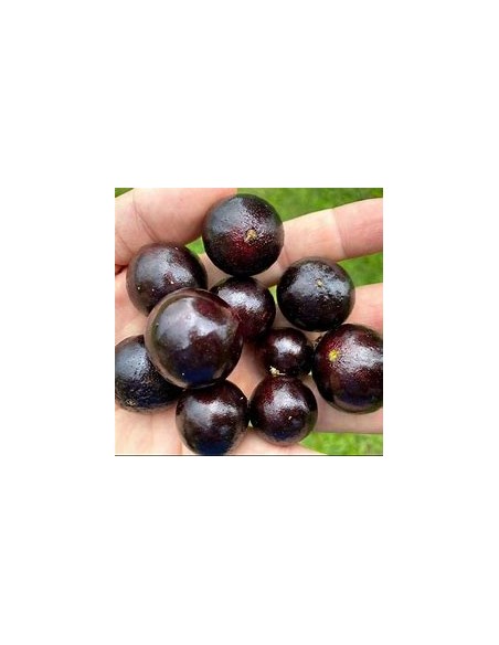 Jaboticaba Vinho branca - Plinia phitrantha - 1 Sapling for Sale in Mexico - Online Nursery
