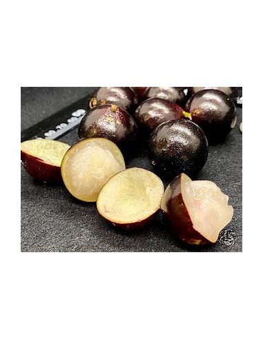 Jaboticaba Vinho branca - Plinia phitrantha - 1...