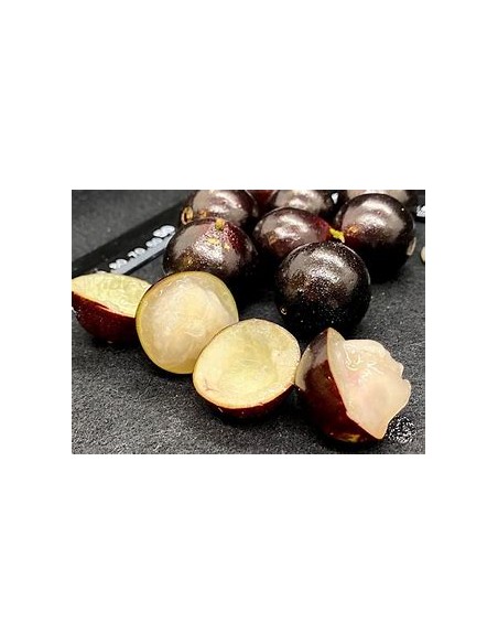 Jaboticaba Vinho branca - Plinia phitrantha - 1 Sapling for Sale in Mexico - Online Nursery