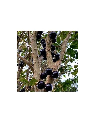 Jaboticaba Vinho branca - Plinia phitrantha - 1...
