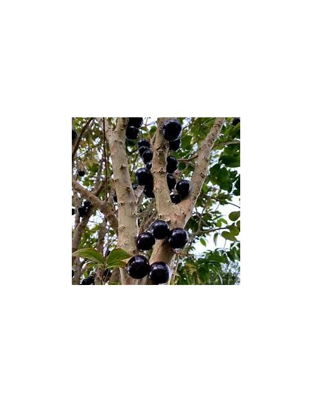 Jaboticaba Vinho branca - Plinia phitrantha - 1 Sapling for Sale in Mexico - Online Nursery