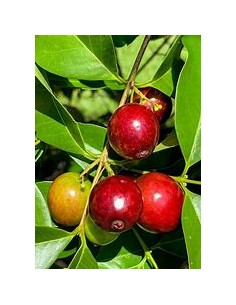 Cambui roxo - Eugenia...