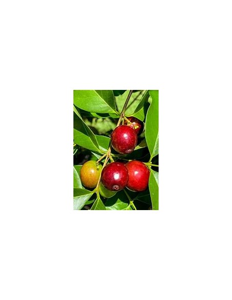 Cambui roxo - Eugenia cadolleana - 1 Arbolito en Venta en Mexico - Vivero por internet