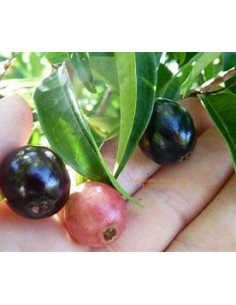 Cambui roxo - Eugenia... 2