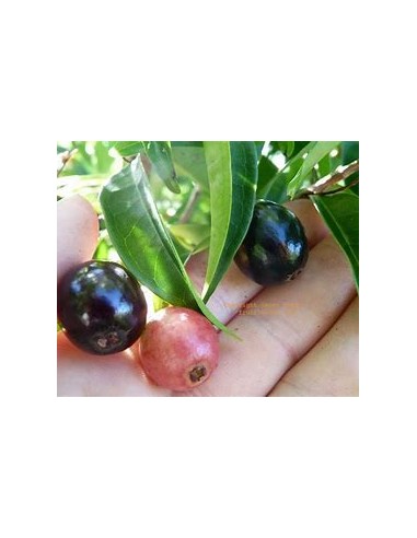 Cambui roxo - Eugenia cadolleana - 1 Arbolito...