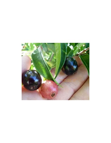 Cambui roxo - Eugenia cadolleana - 1 Arbolito en Venta en Mexico - Vivero por internet