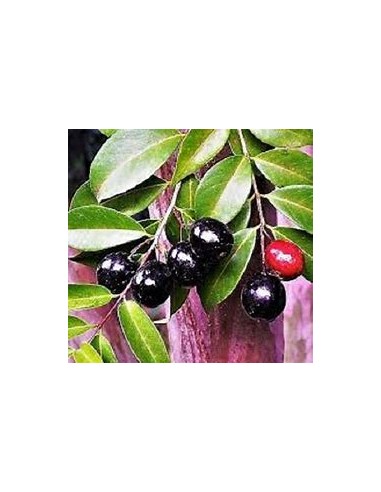 Cambui roxo - Eugenia cadolleana - 1 Sapling...