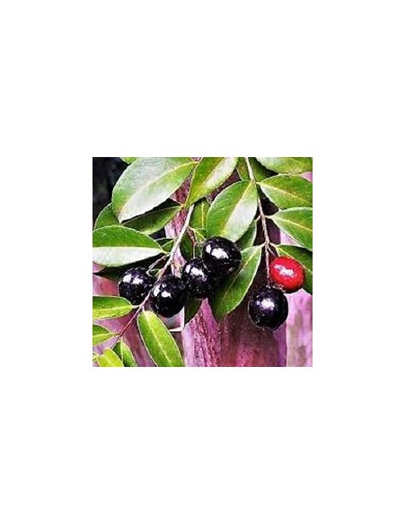 Cambui roxo - Eugenia cadolleana - 1 Arbolito en Venta en Mexico - Vivero por internet