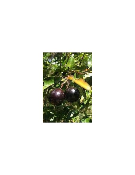 Cambui roxo - Eugenia cadolleana - 1 Arbolito en Venta en Mexico - Vivero por internet