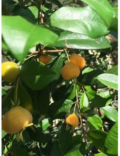 Pitomba - eugenia... 2