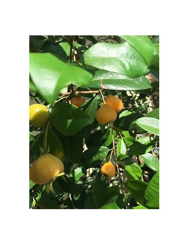 Pitomba - eugenia luschnathiana - 1 Sapling for...