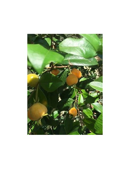 Pitomba - eugenia luschnathiana - 1 Arbolito en Venta en Mexico - Vivero por internet