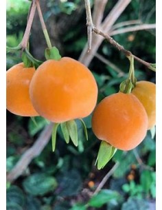 Pitomba - eugenia...