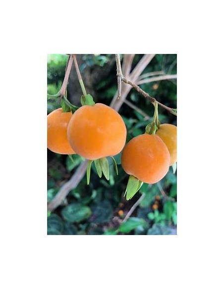 Pitomba - eugenia luschnathiana - 1 Arbolito en Venta en Mexico - Vivero por internet