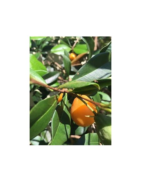 Pitomba - eugenia luschnathiana - 1 Arbolito en Venta en Mexico - Vivero por internet